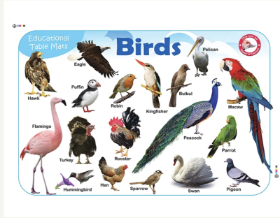 Jolly Kids Picture Learning Educational Table Mat - Birds